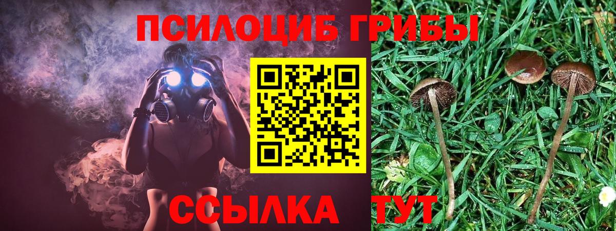 Псилоцибиновые грибы мухоморы  Вход с VPN  сколько стоит  Мценск 